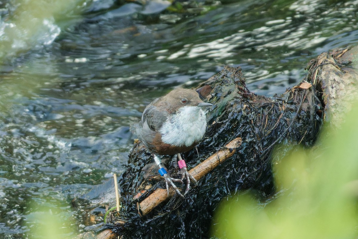 White-throated Dipper - Donald Davesne