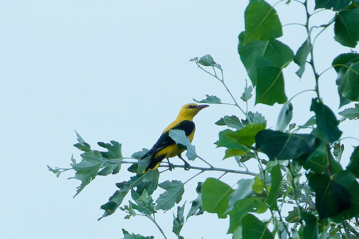 Eurasian Golden Oriole - ML623113197