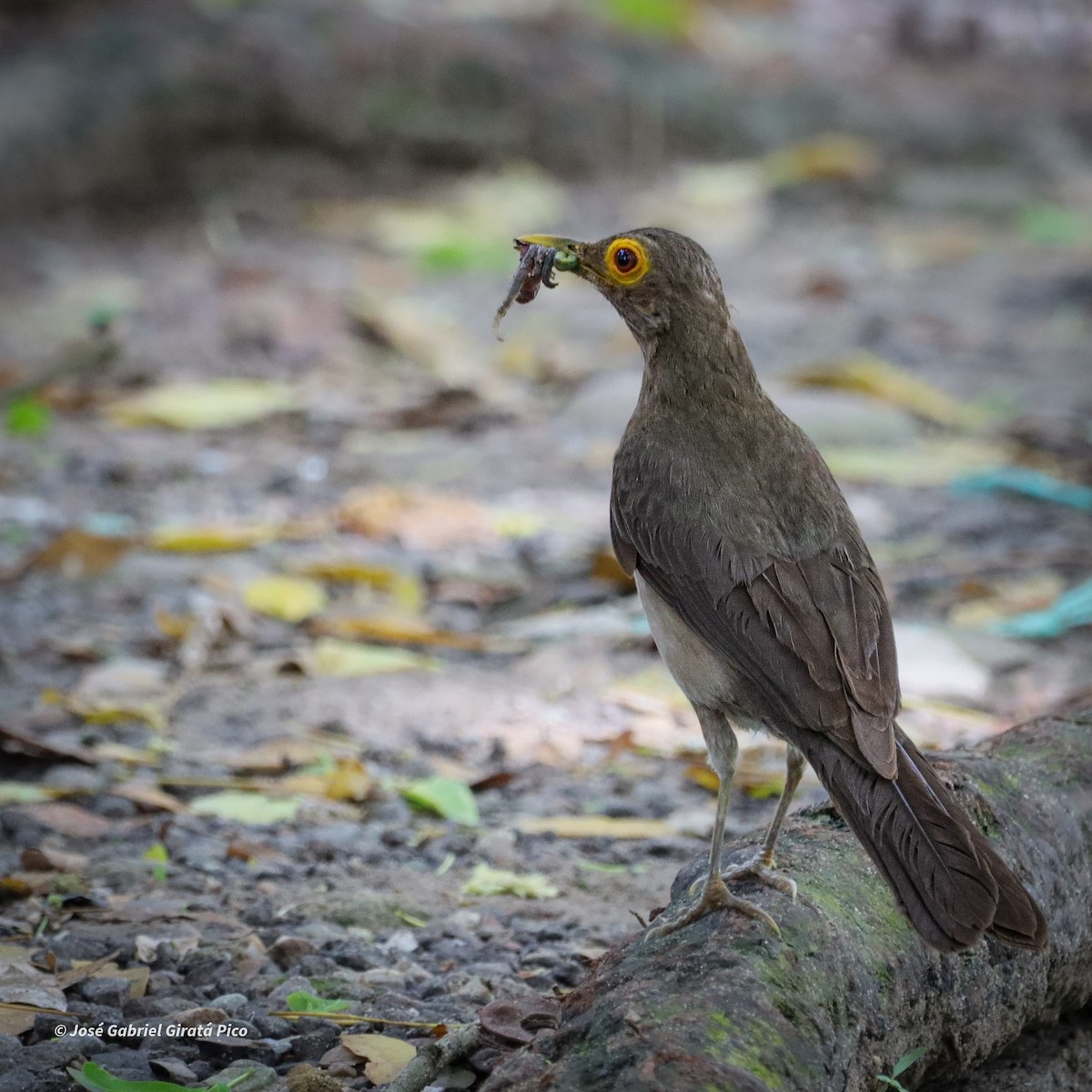 Spectacled Thrush - ML623113213