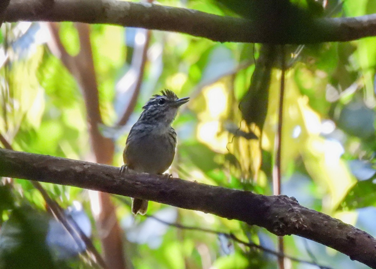 Spix's Warbling-Antbird - ML623113215