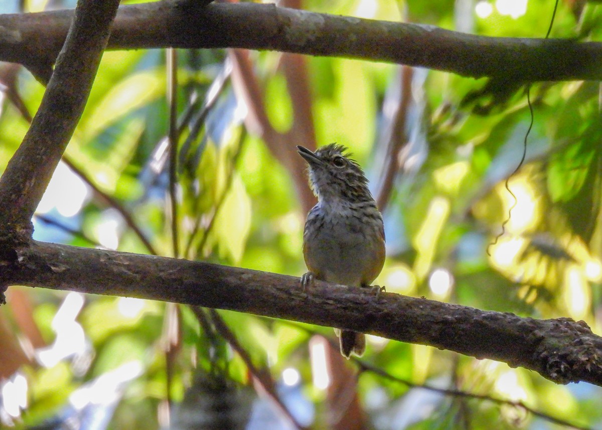 Spix's Warbling-Antbird - ML623113216