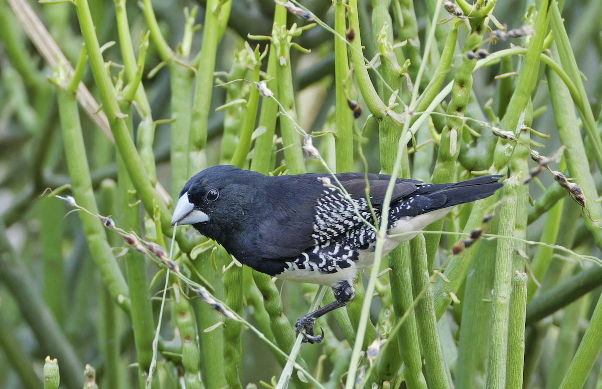 Black-and-white Mannikin - ML623113224