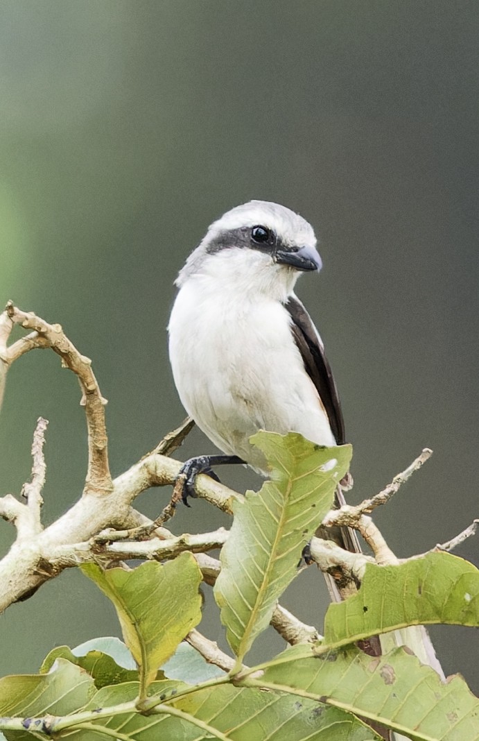 Mackinnon's Shrike - ML623113293