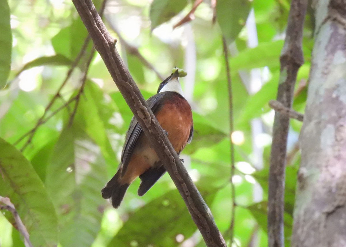 Flame-crowned Manakin - ML623113340