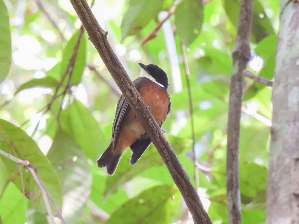 Flame-crowned Manakin - ML623113341