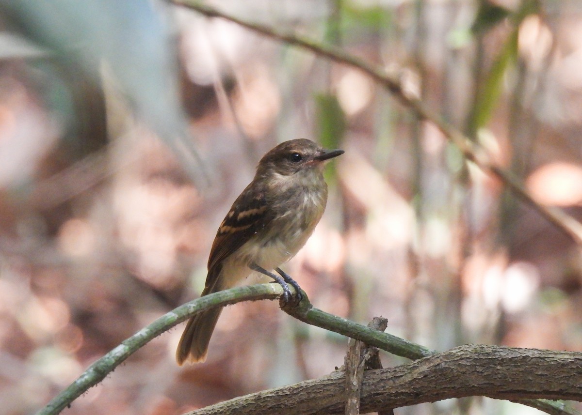 Fuscous Flycatcher - ML623113346