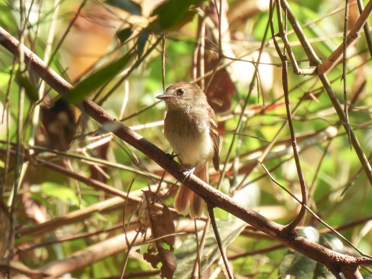 Fuscous Flycatcher - ML623113347