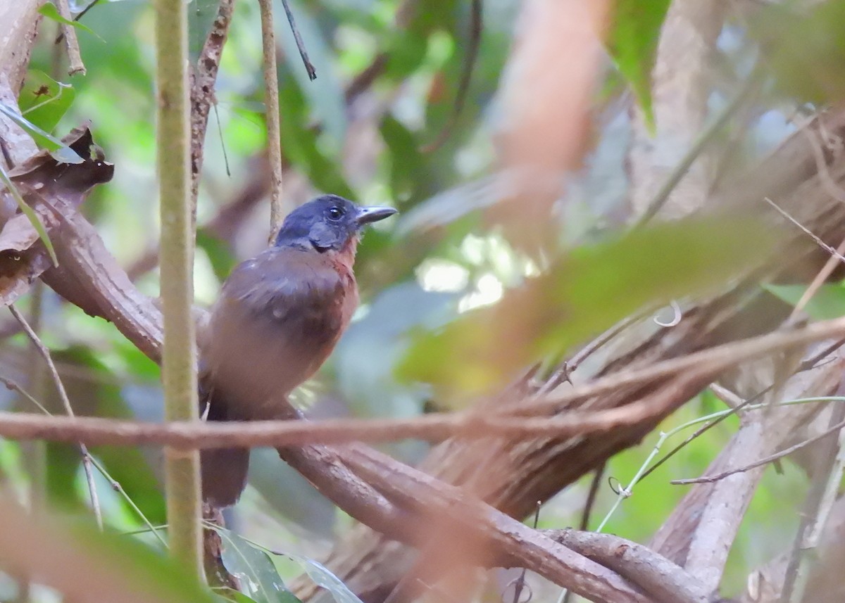 Blackish-gray Antshrike - ML623113356