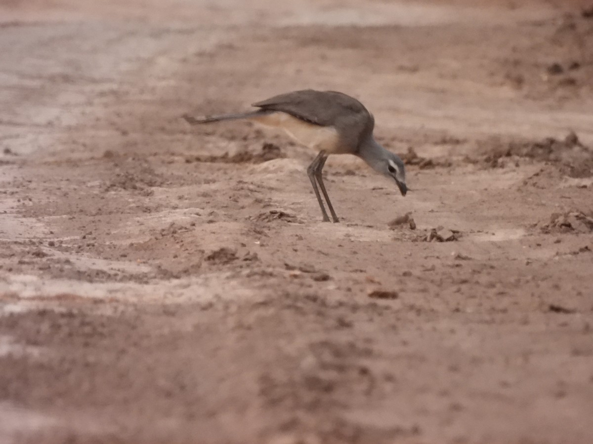 Black-legged Seriema - Laura Bianchi