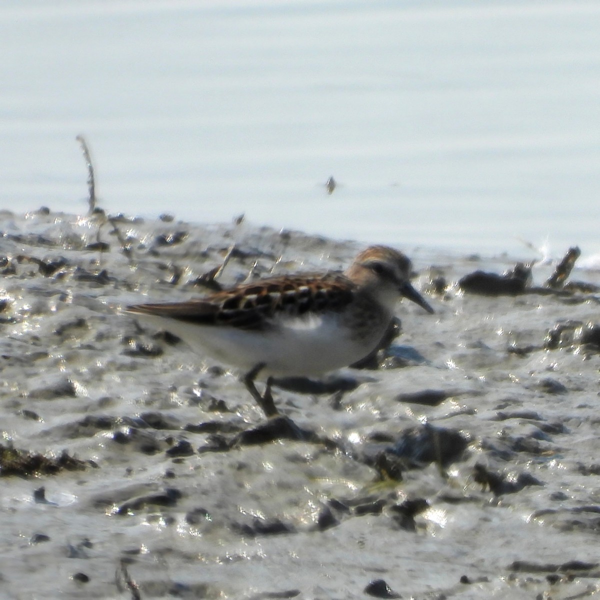 pygmésnipe - ML623113381