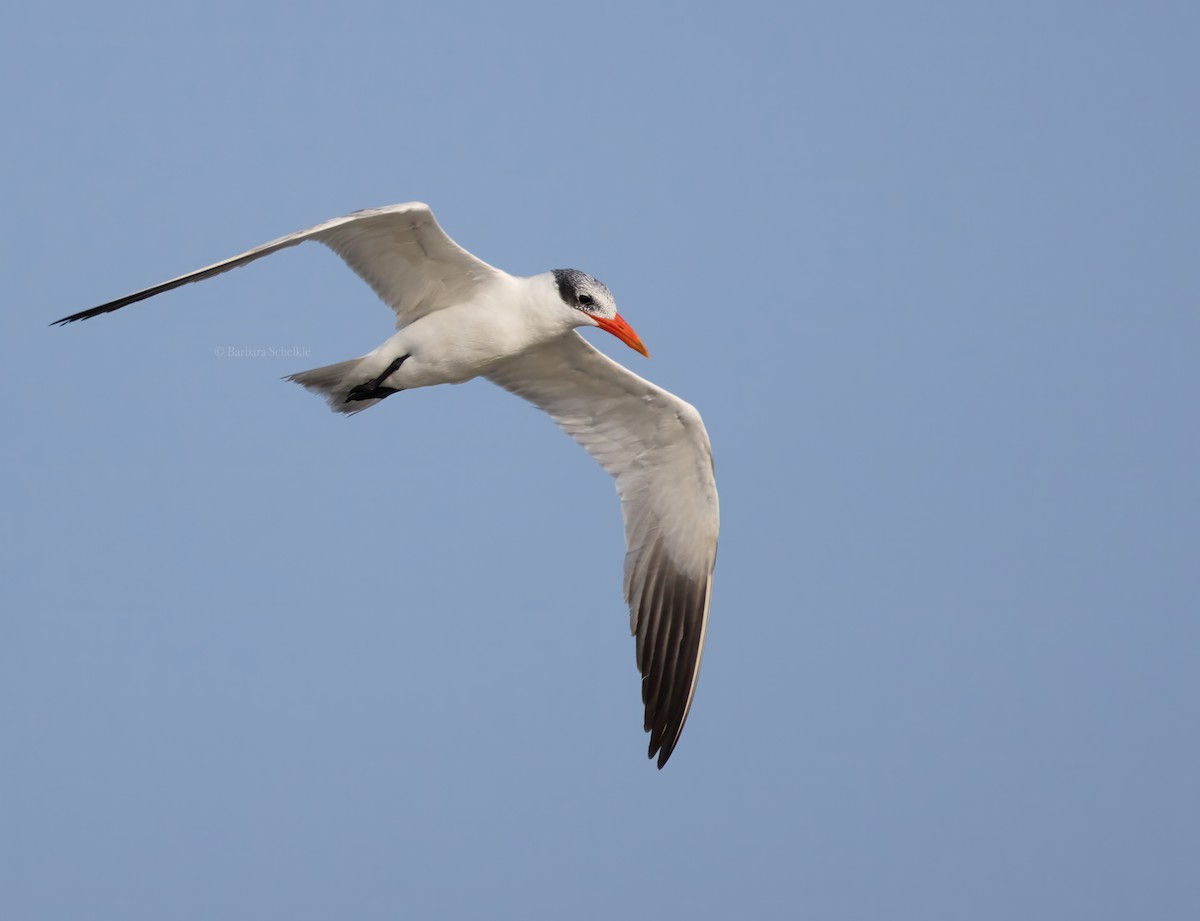 Caspian Tern - ML623113411