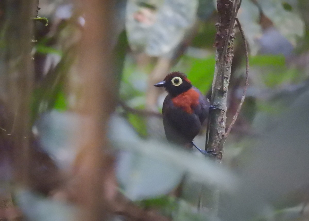 Harlequin Antbird - ML623113451