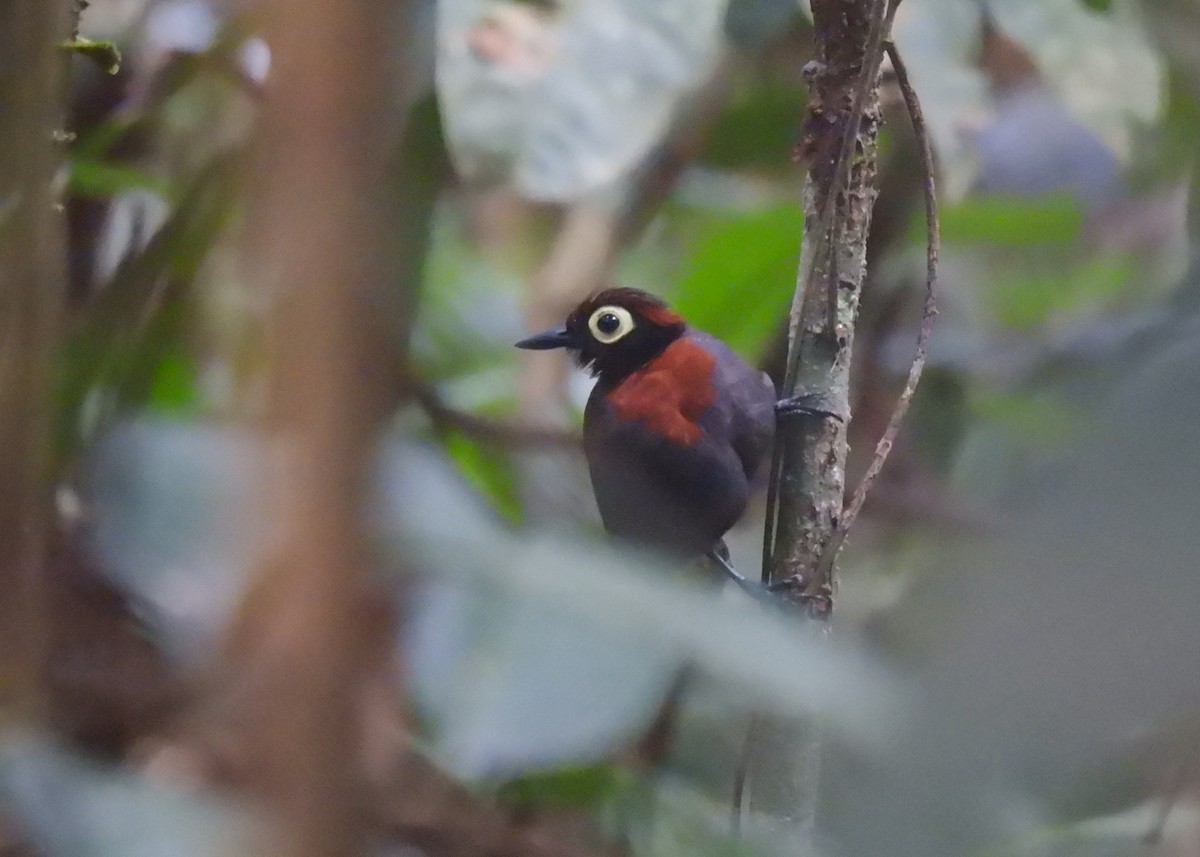 Harlequin Antbird - ML623113453