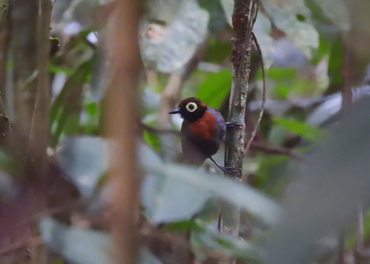 Harlequin Antbird - ML623113455