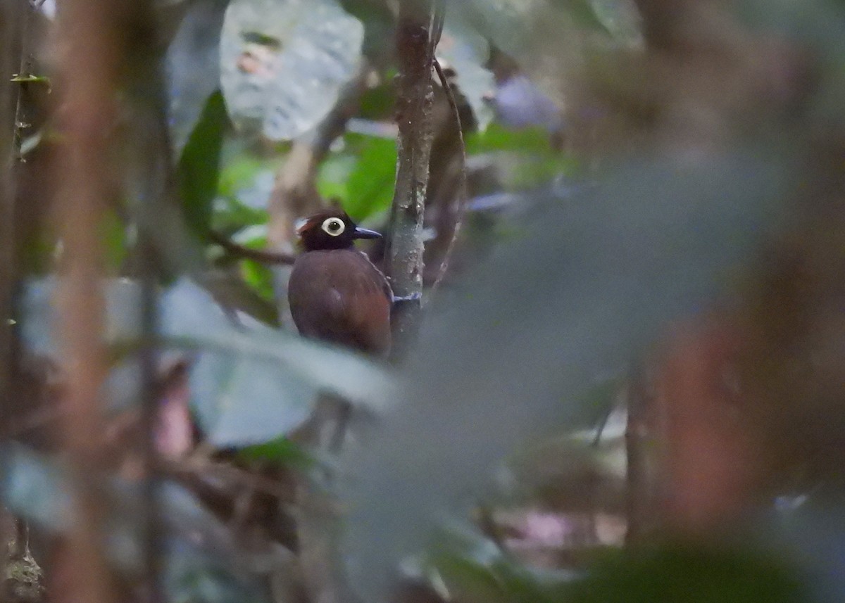 Harlequin Antbird - ML623113456