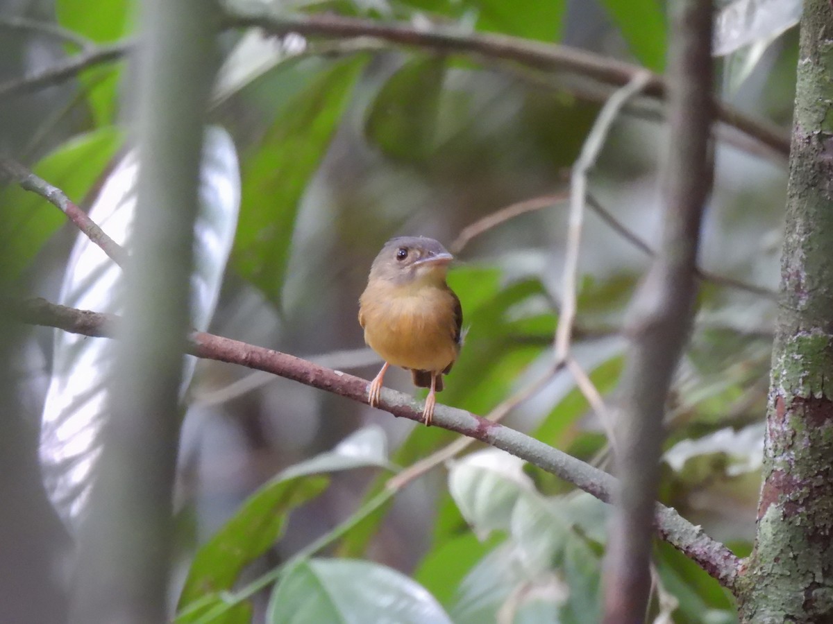 White-crested Spadebill - ML623113460