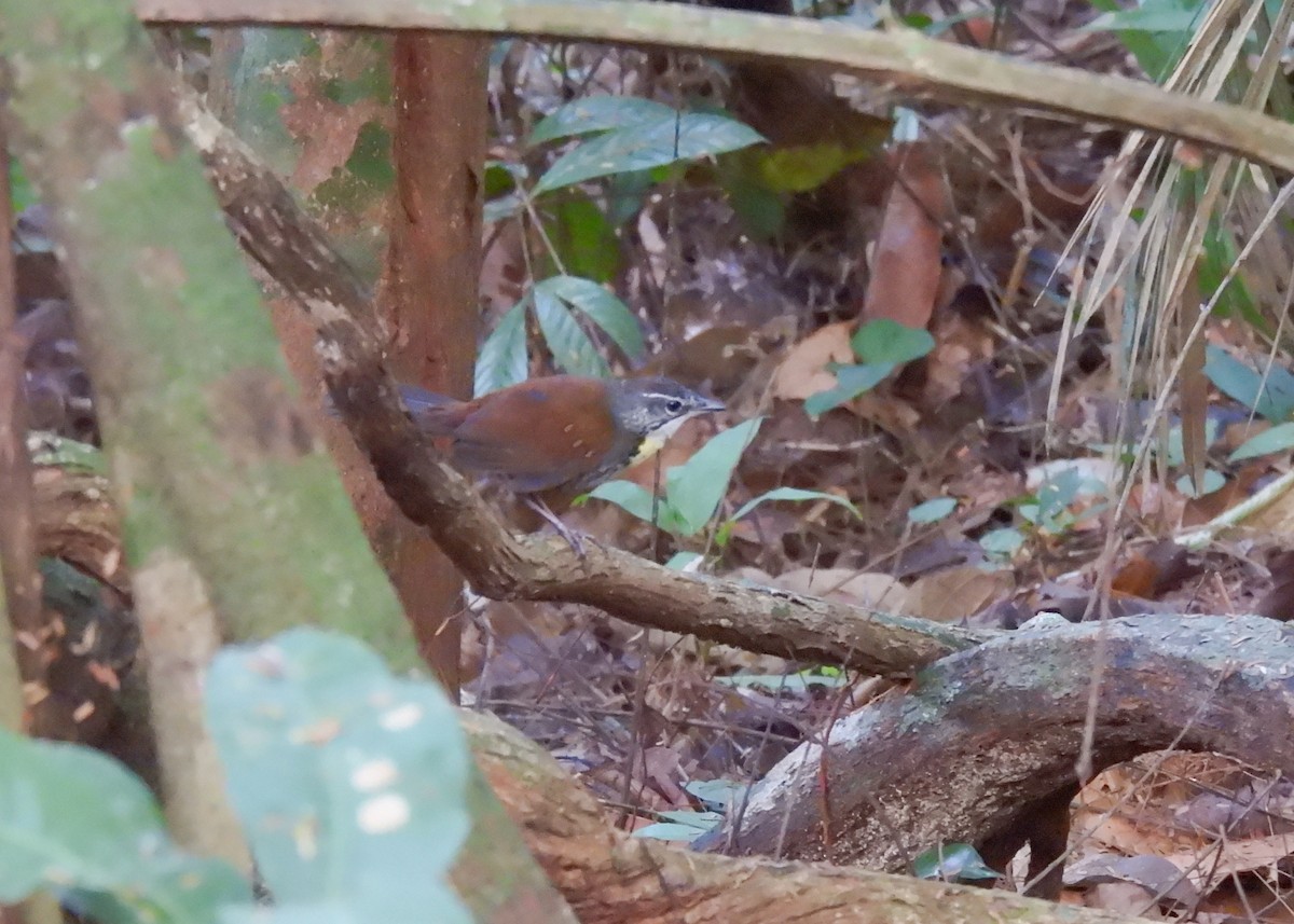 Rusty-belted Tapaculo - Arthur Gomes