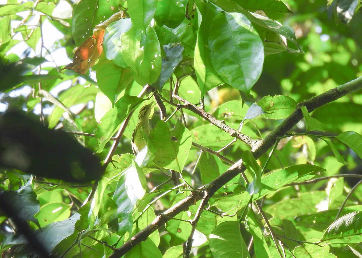 Sclater's Antwren - ML623113552