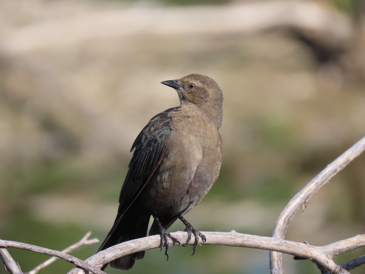 Brewer's Blackbird - ML623113555