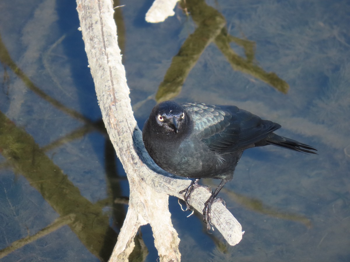 Brewer's Blackbird - ML623113556