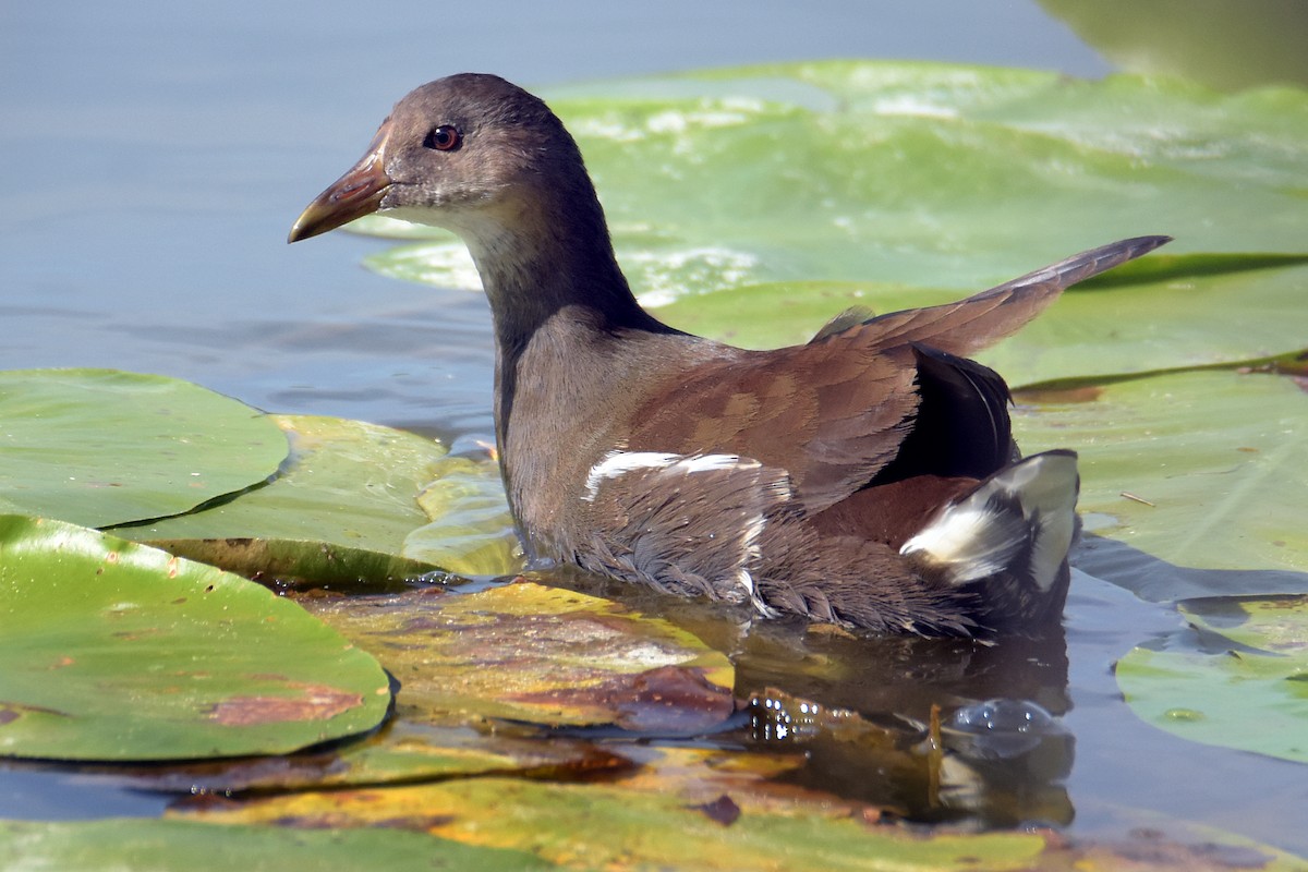 Gallinule poule-d'eau - ML623113574