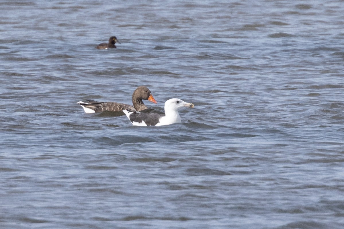 Great Black-backed Gull - Max Barrey