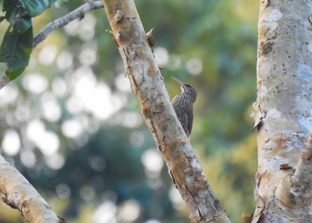 Dusky-capped Woodcreeper (Rondonia) - ML623113633