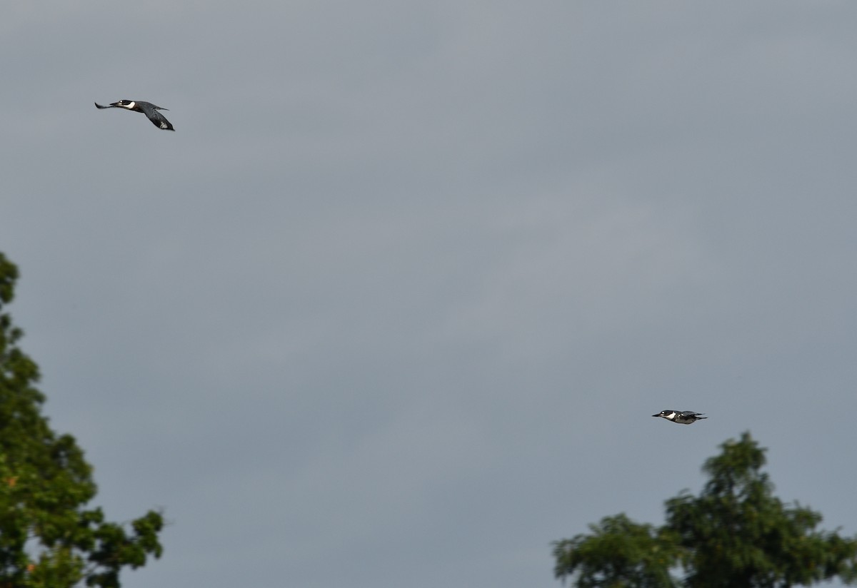 Belted Kingfisher - David Gillen