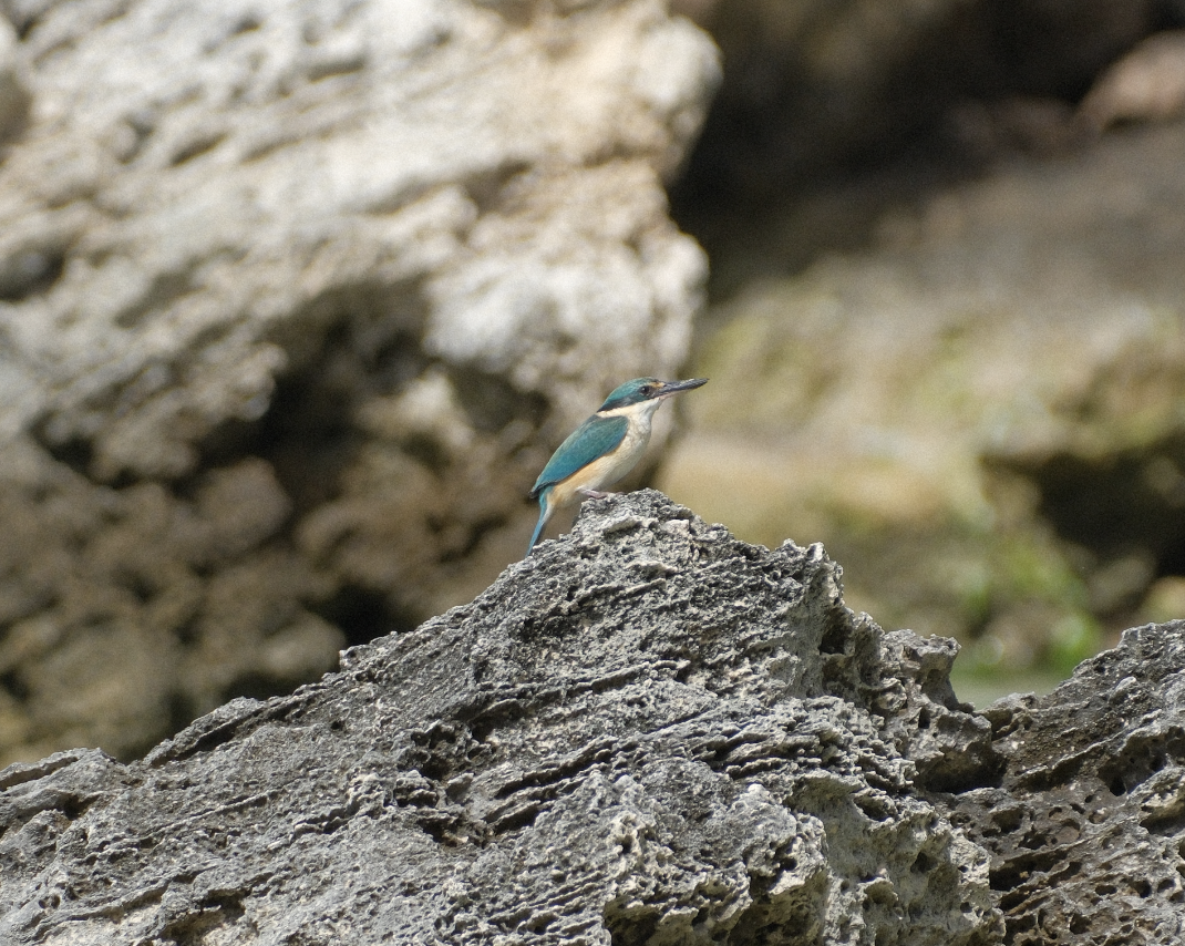 Sacred Kingfisher - ML623113700