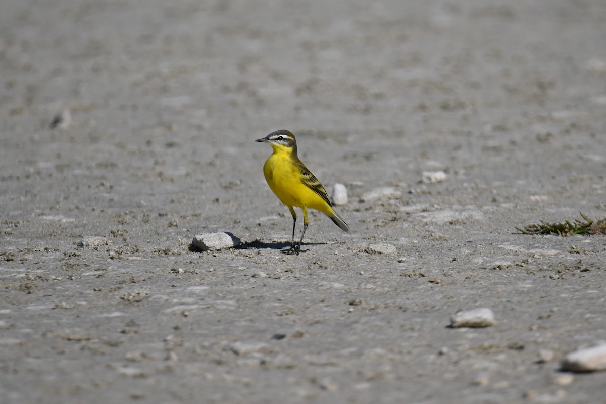 Western Yellow Wagtail - Kenzhegul Qanatbek