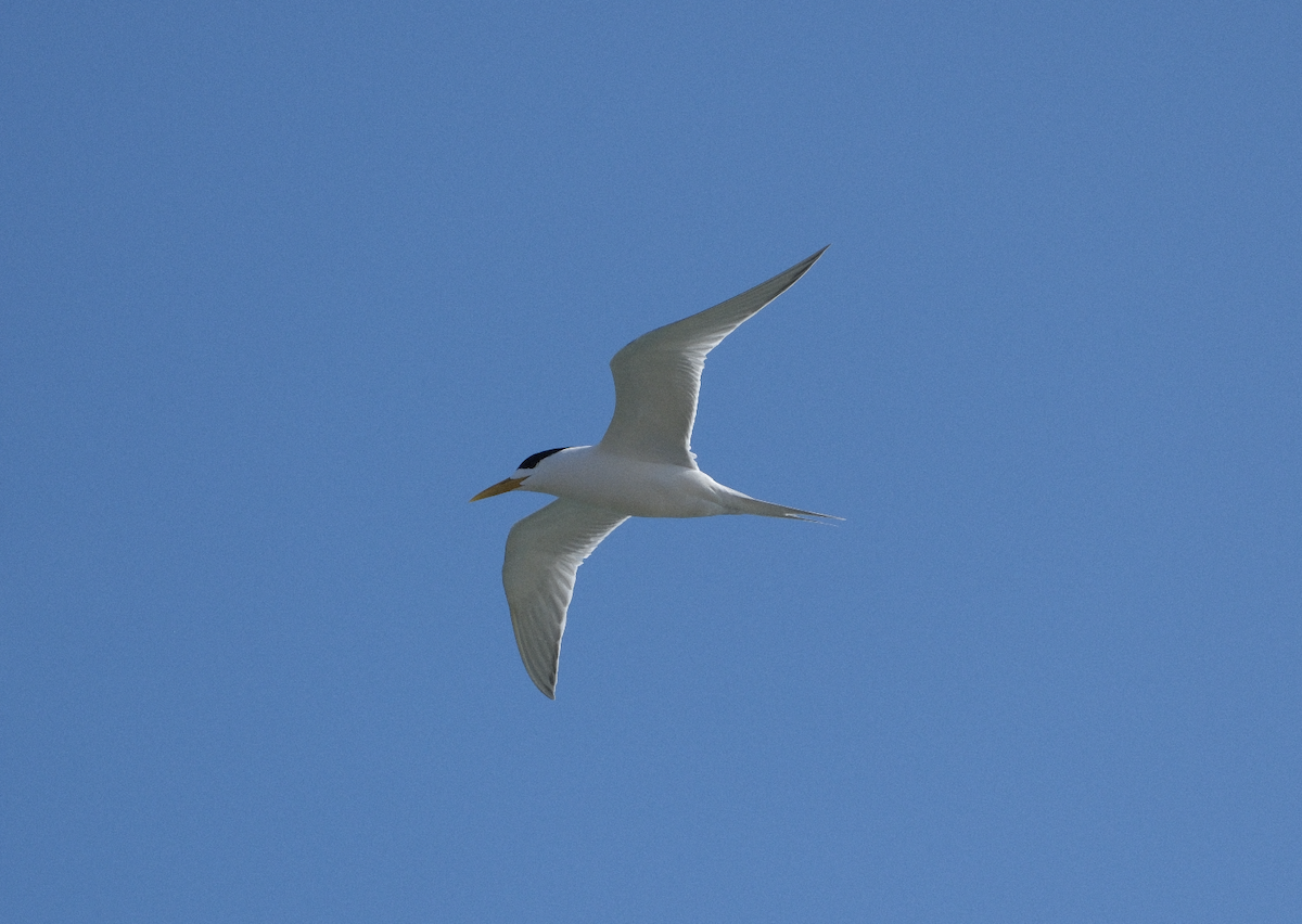 Australian Fairy Tern - ML623113715