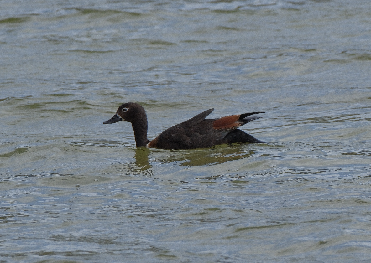 Australian Shelduck - ML623113728