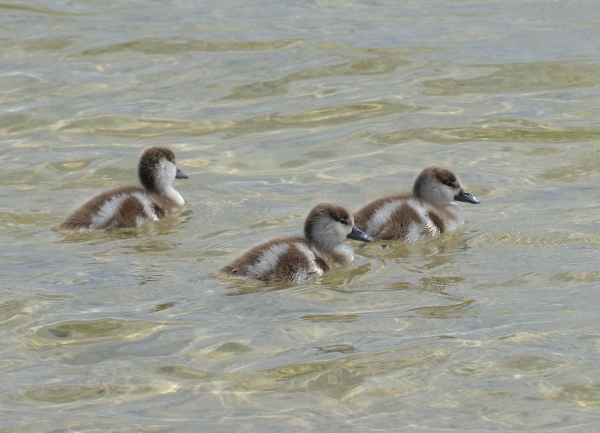 Australian Shelduck - ML623113731