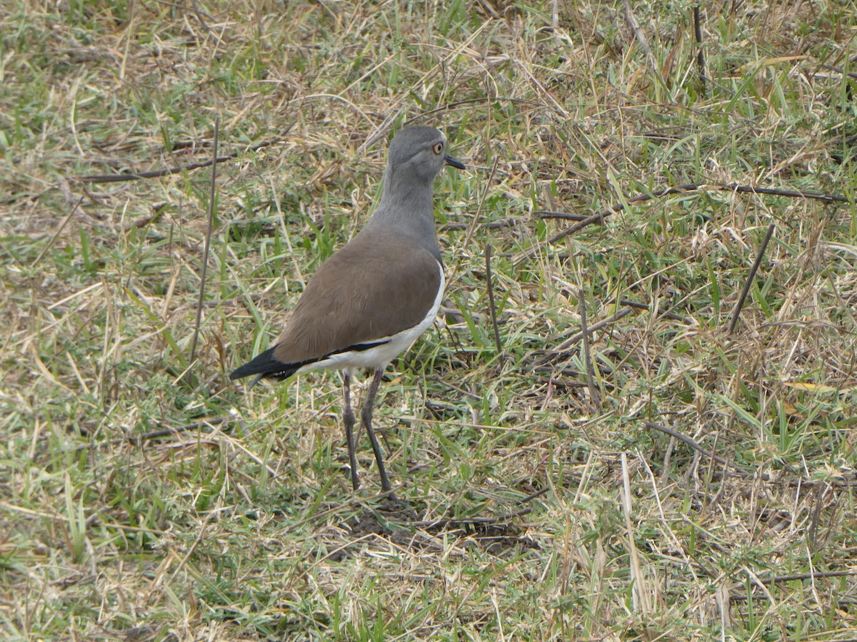 Black-winged Lapwing - ML623113743