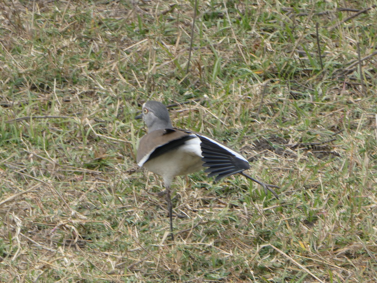 Black-winged Lapwing - ML623113744