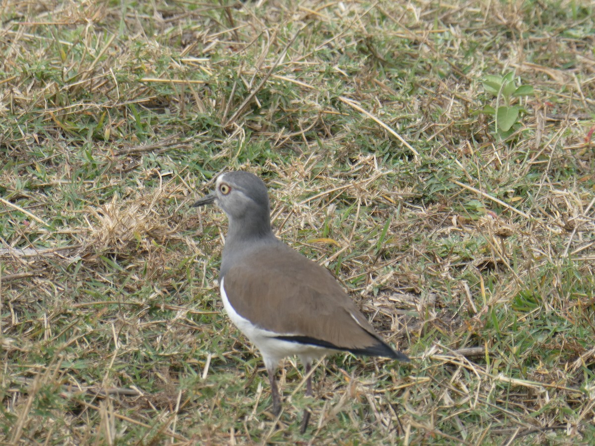 Black-winged Lapwing - ML623113745