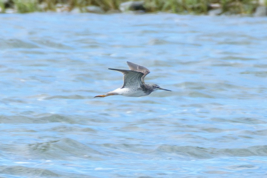 Lesser Yellowlegs - Andrew W.