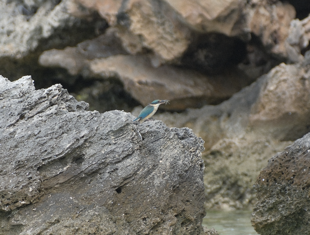 Sacred Kingfisher - ML623113802