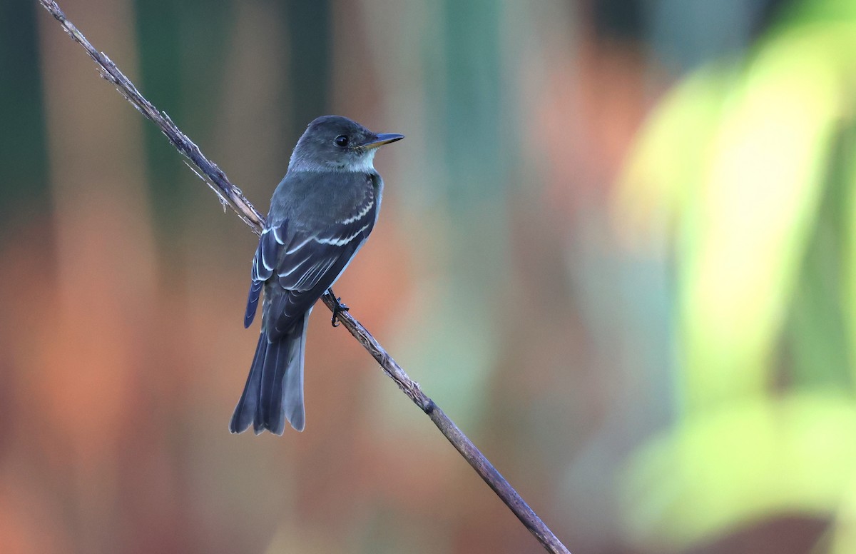 Eastern Wood-Pewee - ML623113838