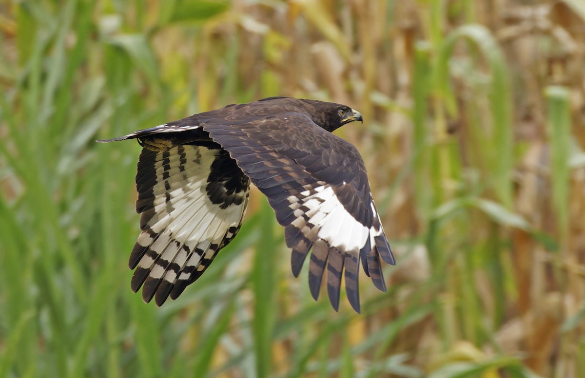 Long-crested Eagle - ML623113876