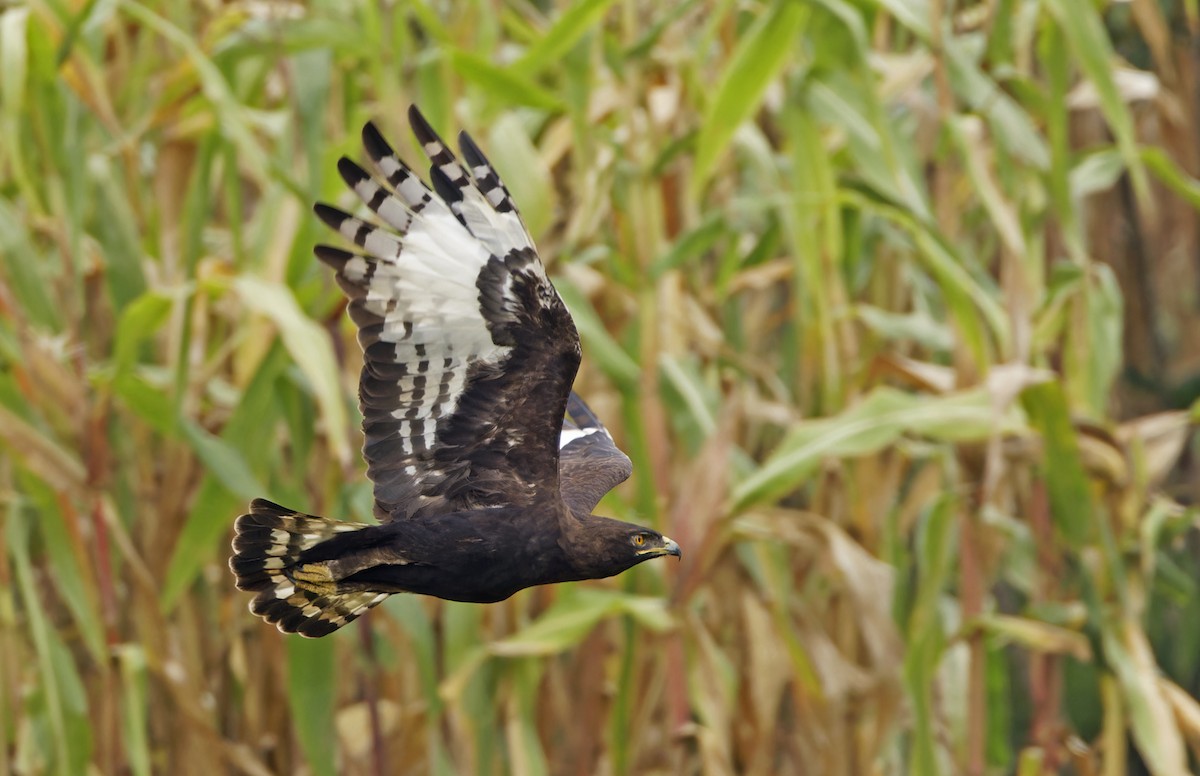 Long-crested Eagle - ML623113877