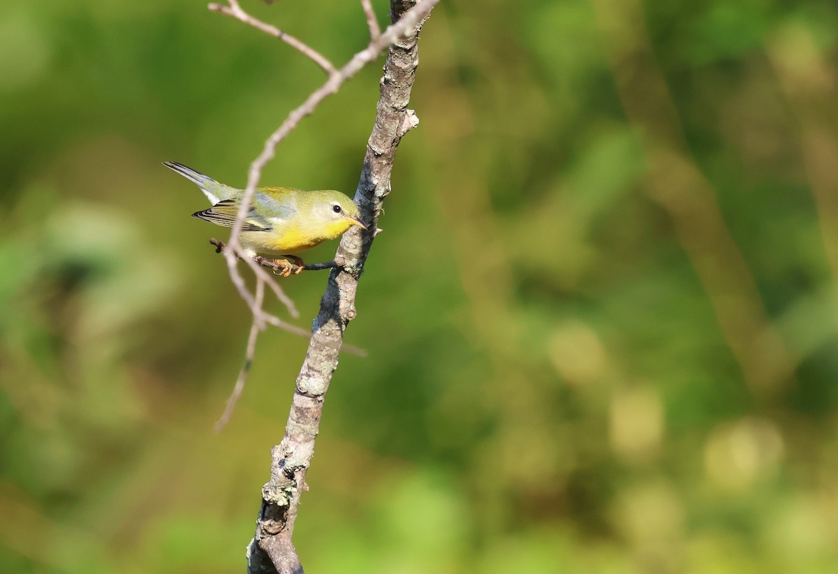 Northern Parula - ML623113878