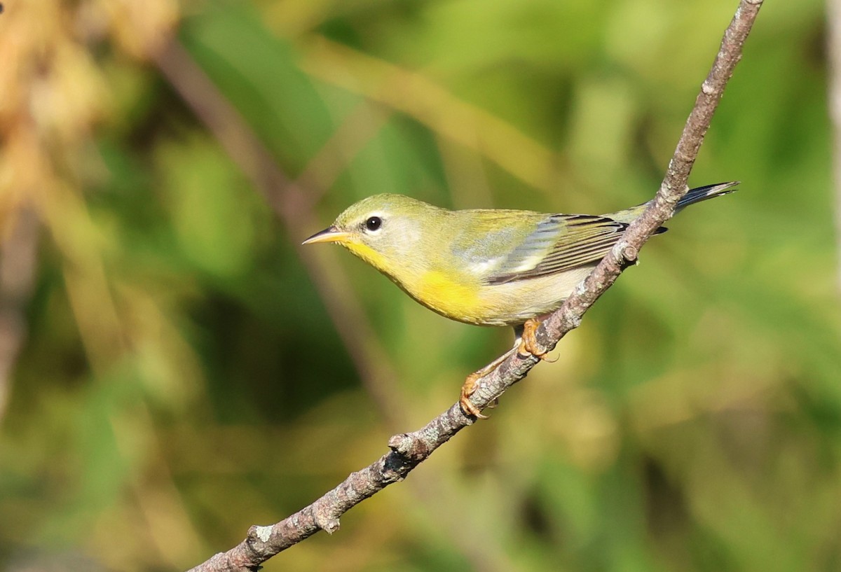 Northern Parula - ML623113879