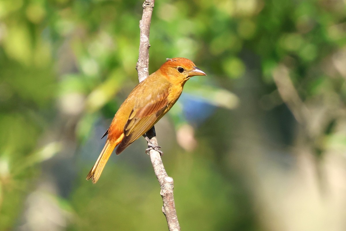 Summer Tanager - ML623113882