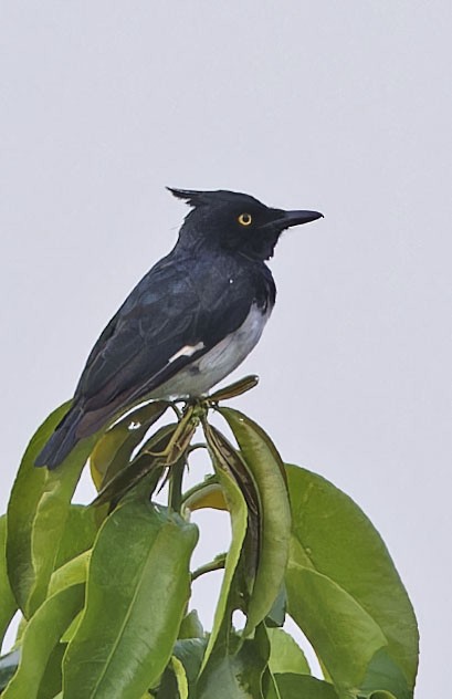 Black-and-white Shrike-flycatcher - ML623113889