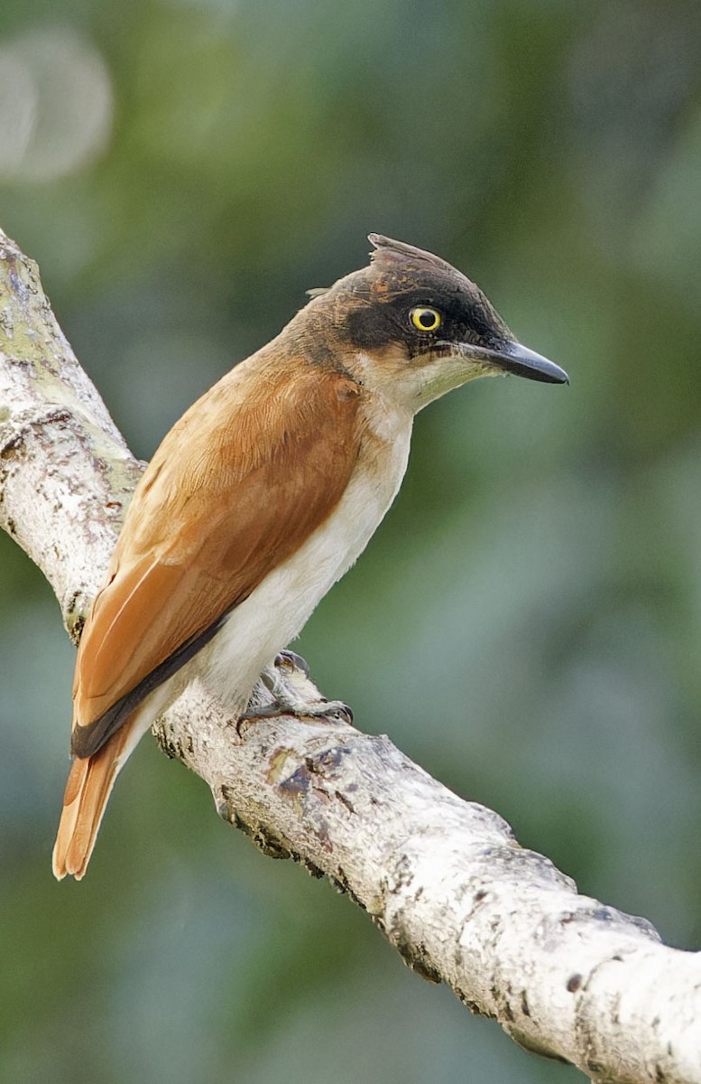 Black-and-white Shrike-flycatcher - ML623113890