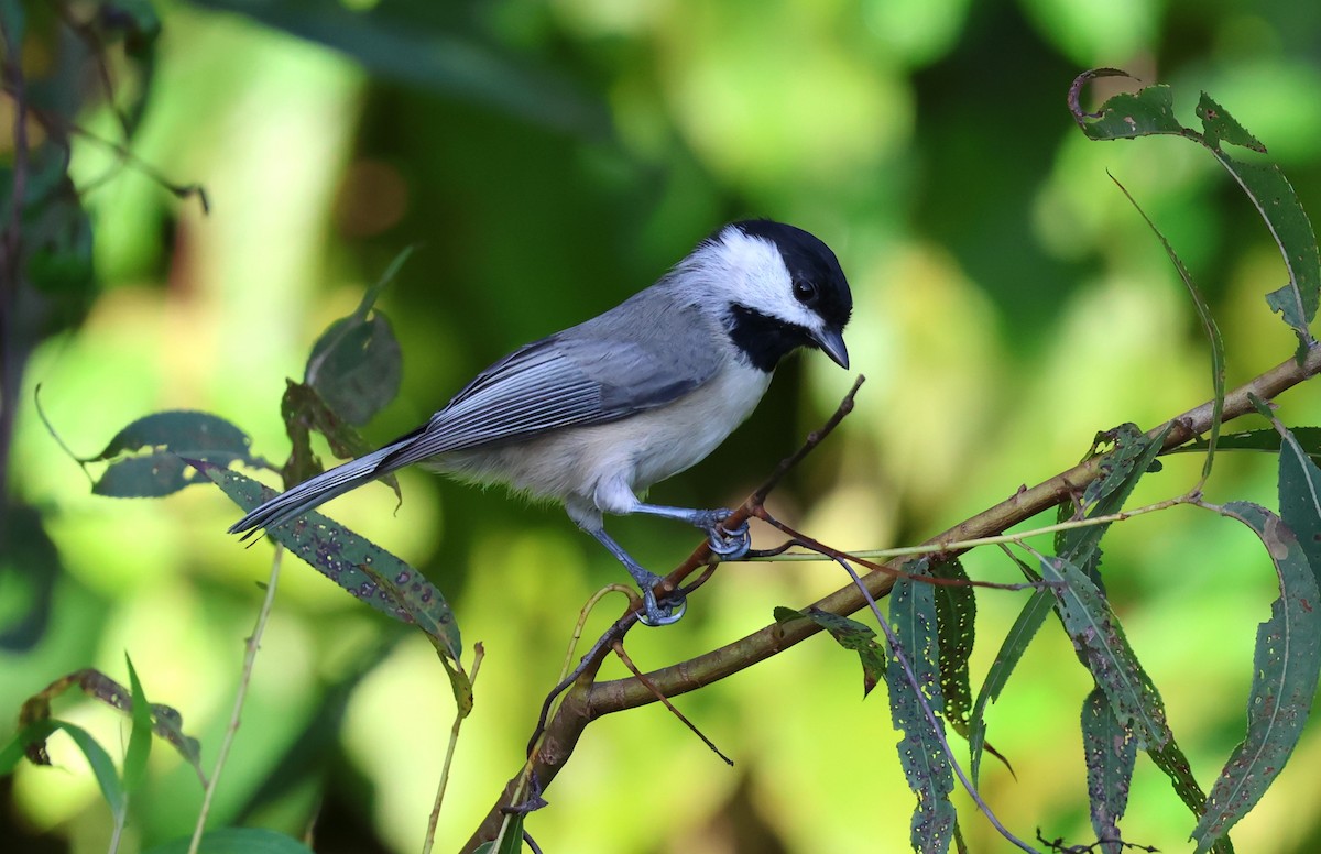 Carolina Chickadee - ML623113895