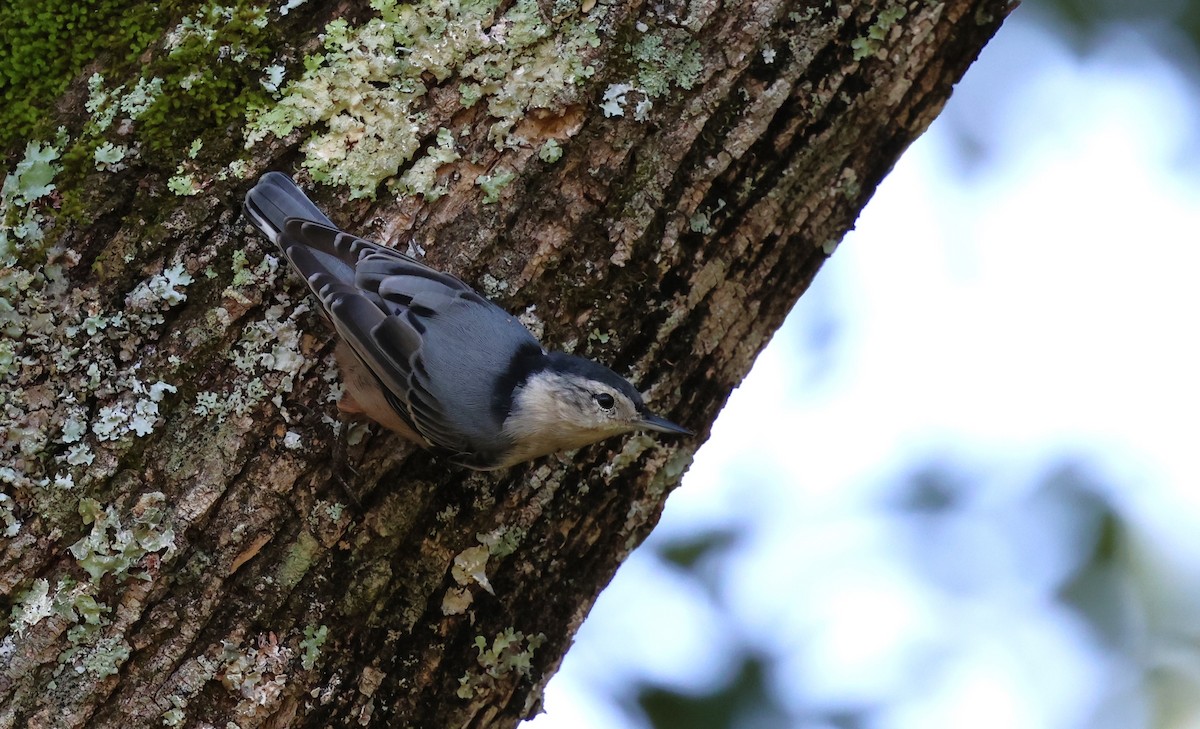 White-breasted Nuthatch - ML623113926