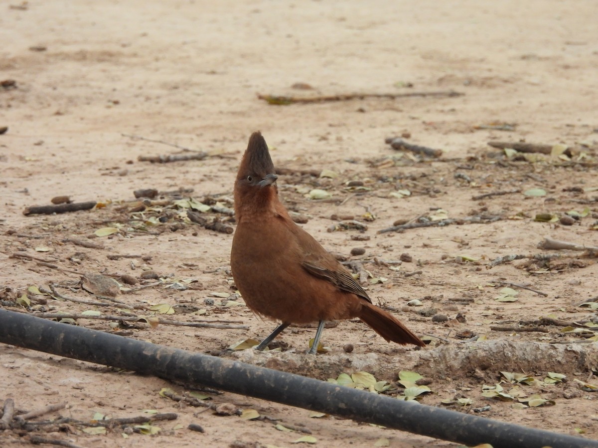 Brown Cacholote - ML623113999