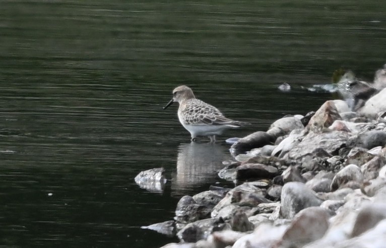 Baird's Sandpiper - ML623114035